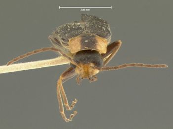 Media type: image;   Entomology 3399 Aspect: head frontal view